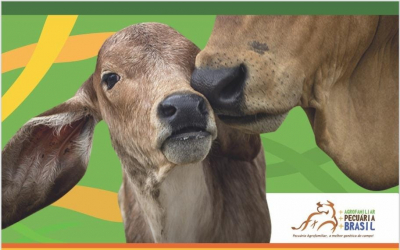 Pecuaristas interessados em participar do Programa +Pecuária devem realizar o cadastro