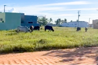 Criador é notificado após deixar animais soltos em Fazendinha, localidade de SFI