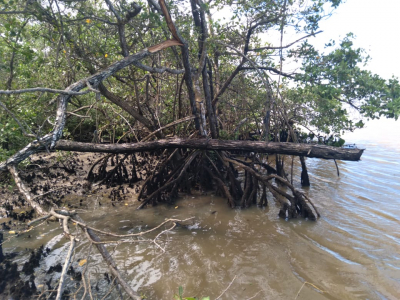 Ações da Sema coíbem degradação em mangue e chiqueiro em perímetro urbano