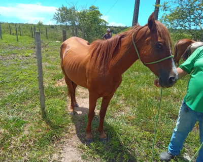 Serviço de Correição da Sema funciona 24h e apreendeu quase 100 animais em 2023