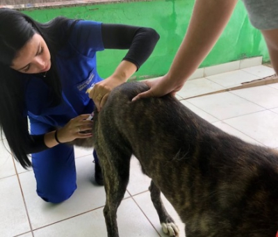 SFI promove Dia D de vacinação antirrábica para cães e gatos no próximo dia 28