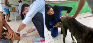 Campanha de vacinação contra raiva animal prossegue