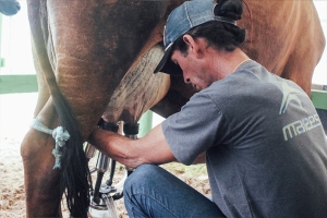 Concurso leiteiro abre programação da 40ª ExpoAgro com primeira ordenha