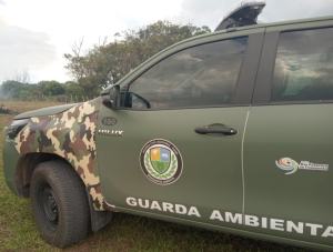 Guarda Ambiental resgata tamanduá-mirim em Sossego