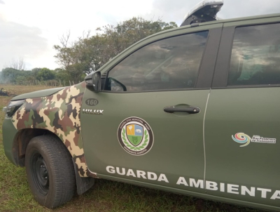 Guarda Ambiental resgata tamanduá-mirim em Sossego