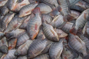Variedade de peixes valoriza a produção pesqueira em SFI