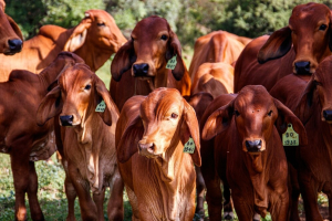Cadastramento e atualização de rebanho neste mês de maio