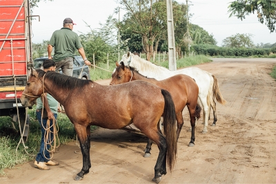 Cerca de 180 animais recolhidos pelo serviço Correição em SFI
