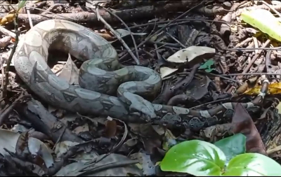 Guarda Ambiental resgata jiboia, tamanduá e gambás no feriadão