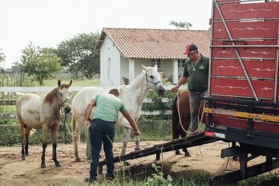 Lei sobre apreensão de animais soltos é sancionada em SFI