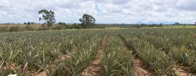 Produção Agrícola de SFI contabiliza R$ 305 milhões e fecha 2020 como maior faturamento do RJ