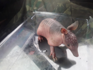 Filhote de tatu-galinha resgatado em SFI