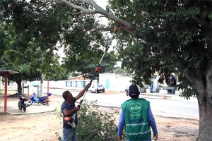 Secretaria de Obras assume o serviço de podas de árvores em SFI